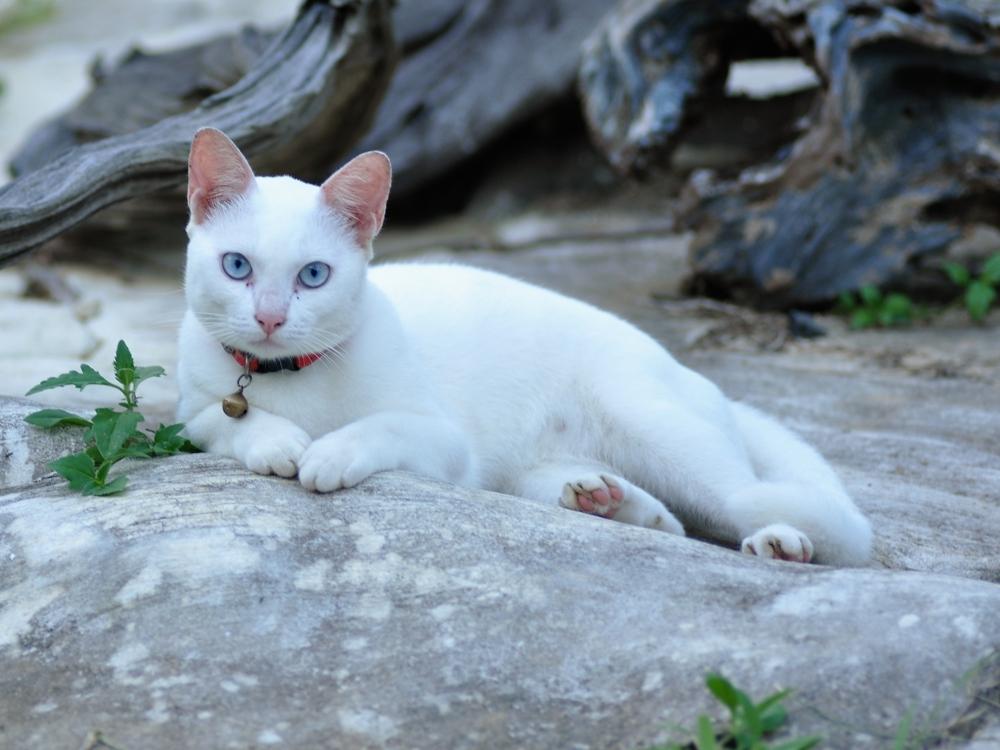 post-255172-0-78276700-1469179828_thumb.