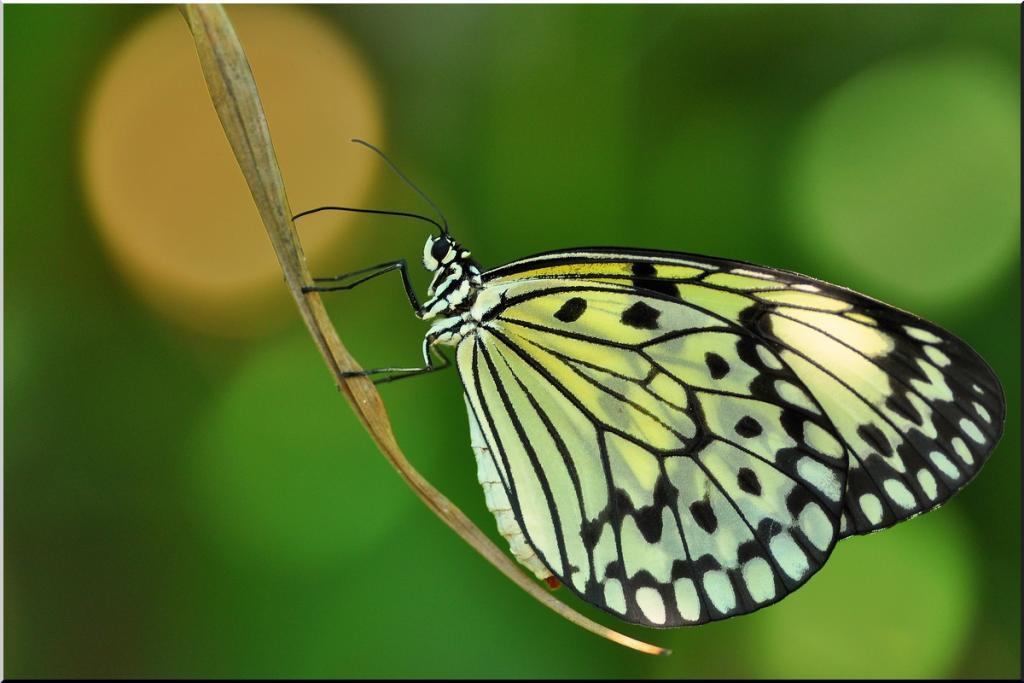 post-255172-0-88234900-1469178409_thumb.