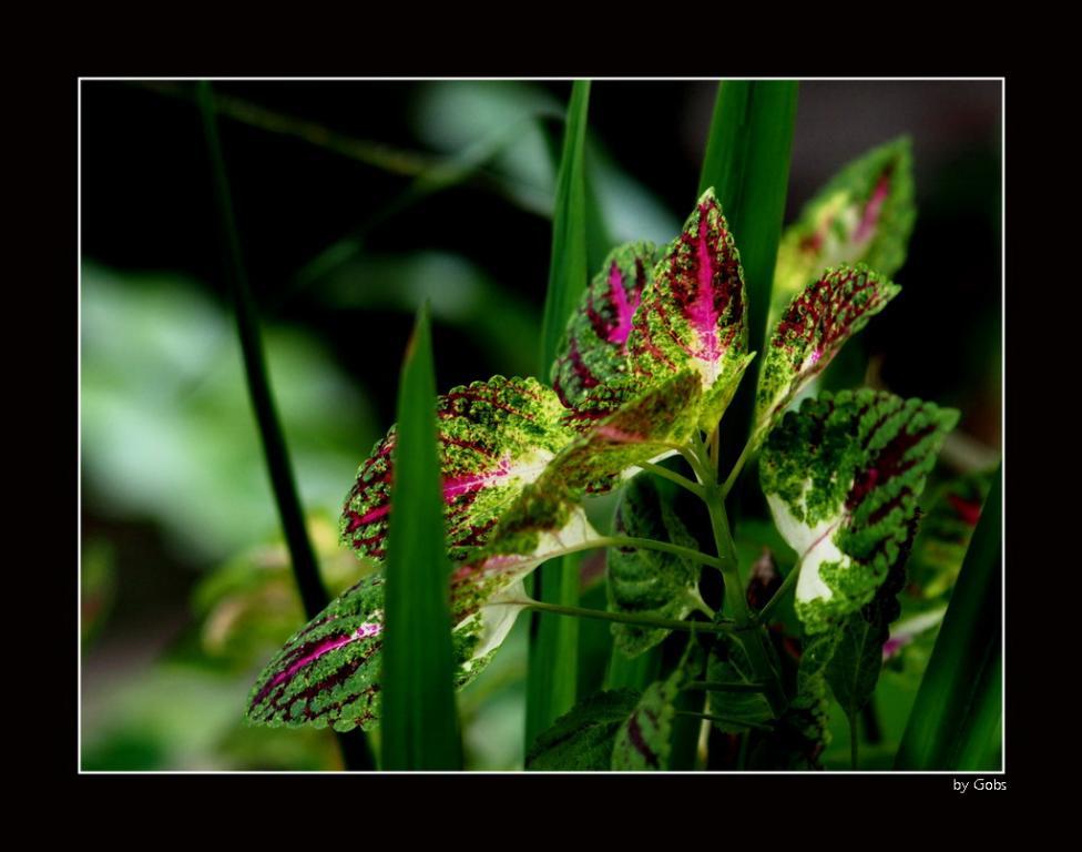 post-41729-0-21924500-1469550895_thumb.j