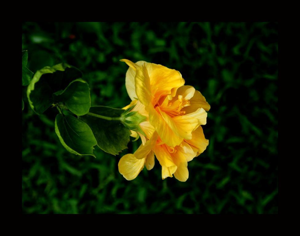 post-41729-0-59098700-1467557129_thumb.j