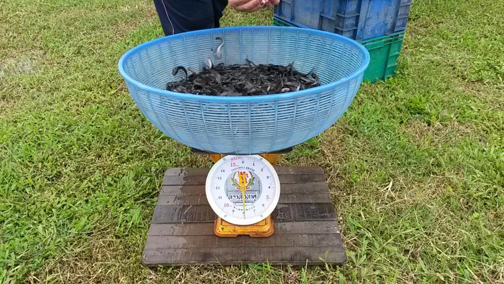 post-42398-0-39278300-1467873673_thumb.j