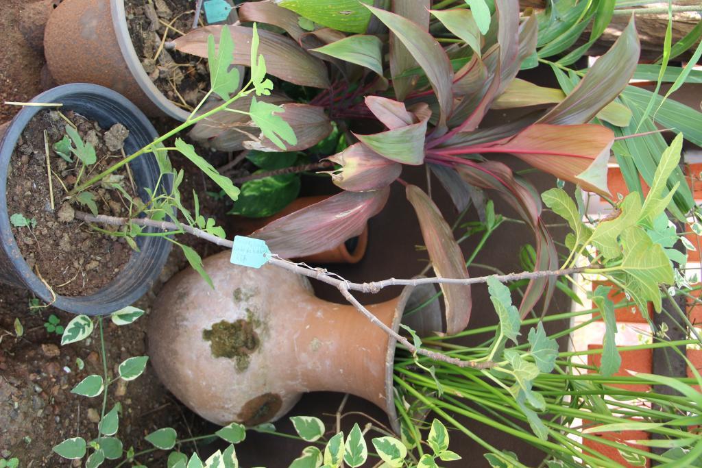 post-45719-0-56793300-1468642596_thumb.j