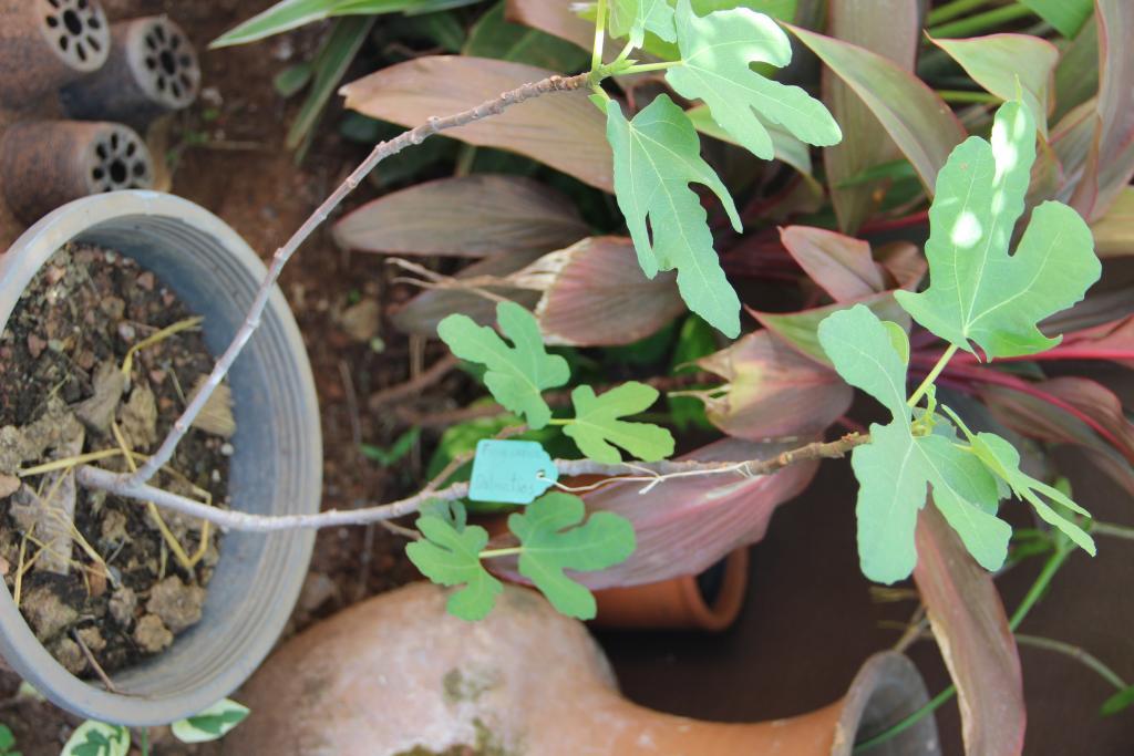 post-45719-0-73462500-1468642855_thumb.j