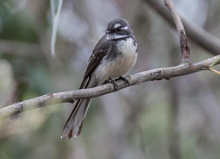 post-4761-0-10036800-1469011579_thumb.jp