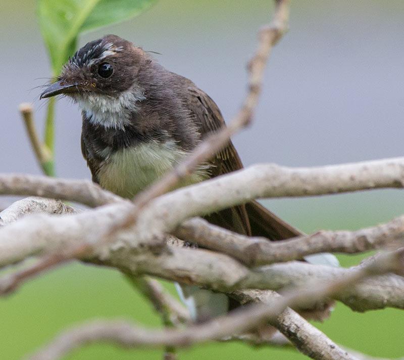 post-4761-0-19129700-1469008818_thumb.jp