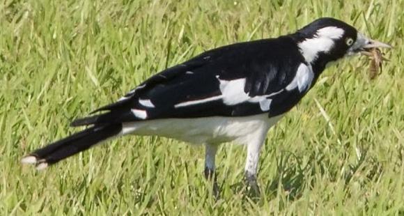 post-4761-0-44802500-1469436807_thumb.jp