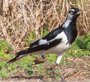 post-4761-0-60197900-1469436809_thumb.jp