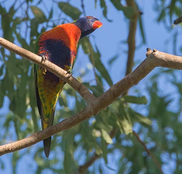 post-4761-0-93489300-1469437118_thumb.jp