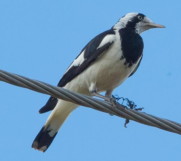 post-4761-0-97161200-1469336389_thumb.jp