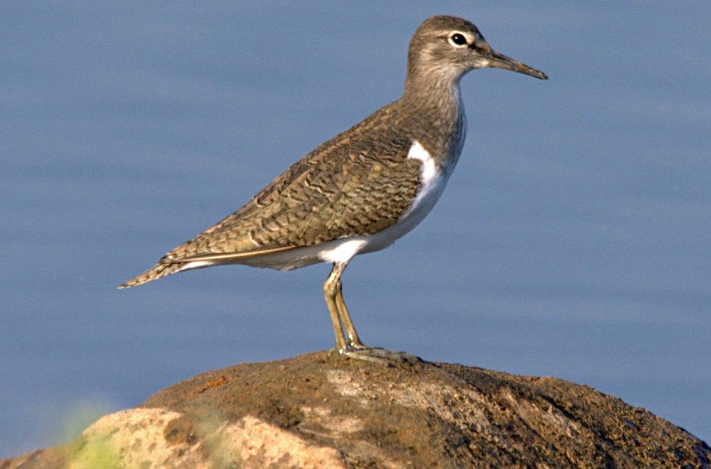 post-59731-0-08151100-1468579124_thumb.j