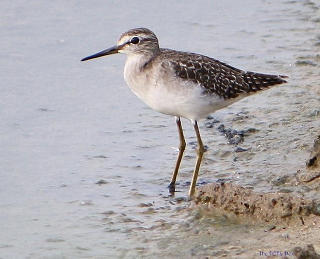 post-59731-0-12266700-1468578988_thumb.j