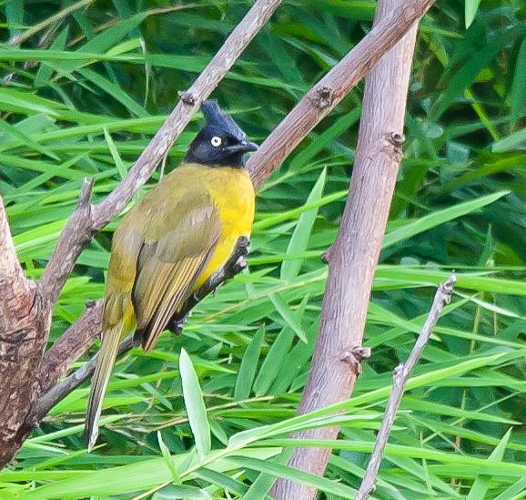 post-59731-0-21399300-1469696917_thumb.j