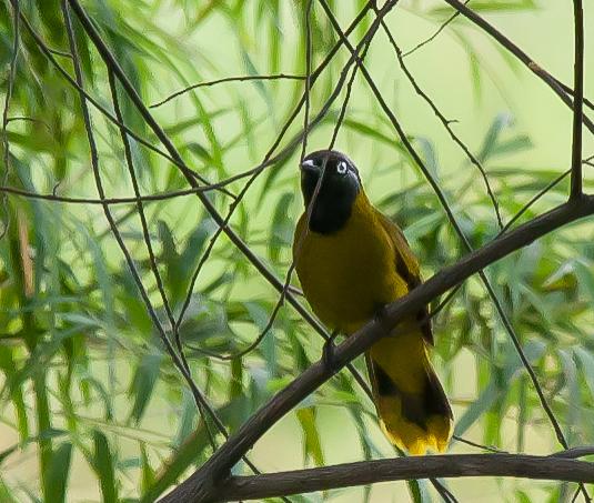 post-59731-0-22361800-1469696903_thumb.j