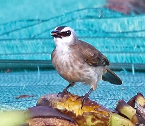 post-59731-0-33283700-1467441107_thumb.j