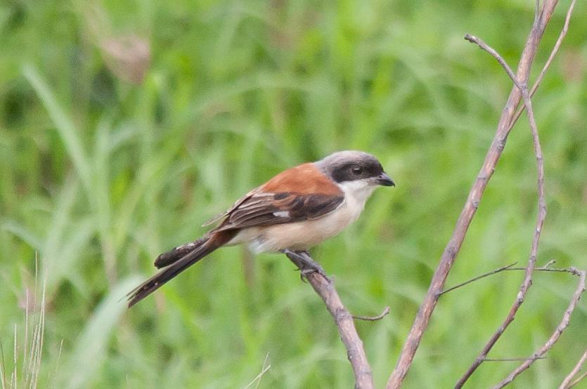 post-59731-0-58849100-1468395641_thumb.j