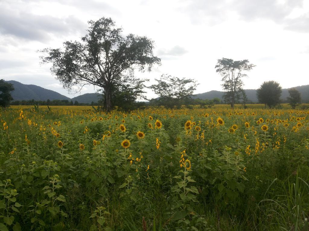 post-68260-0-00342000-1468319833_thumb.j