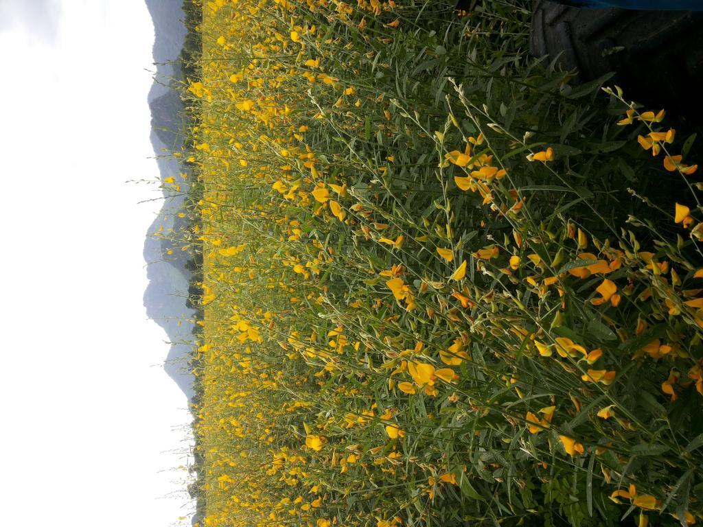 post-68260-0-05310400-1468587935_thumb.j