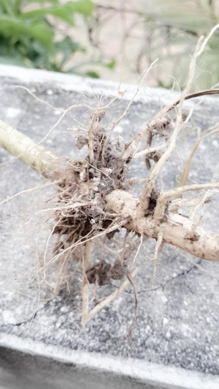 post-68260-0-70442300-1468844598_thumb.j