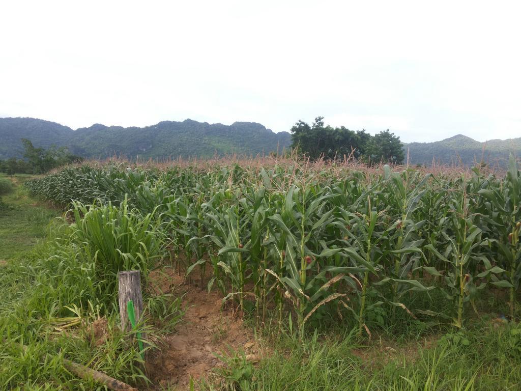 post-68260-0-89180400-1468319808_thumb.j