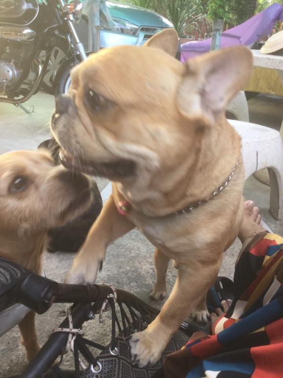 post-77511-0-00028200-1467554626_thumb.j