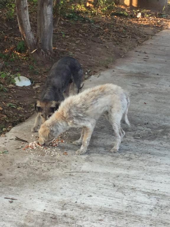 post-77511-0-24807600-1467869051_thumb.j