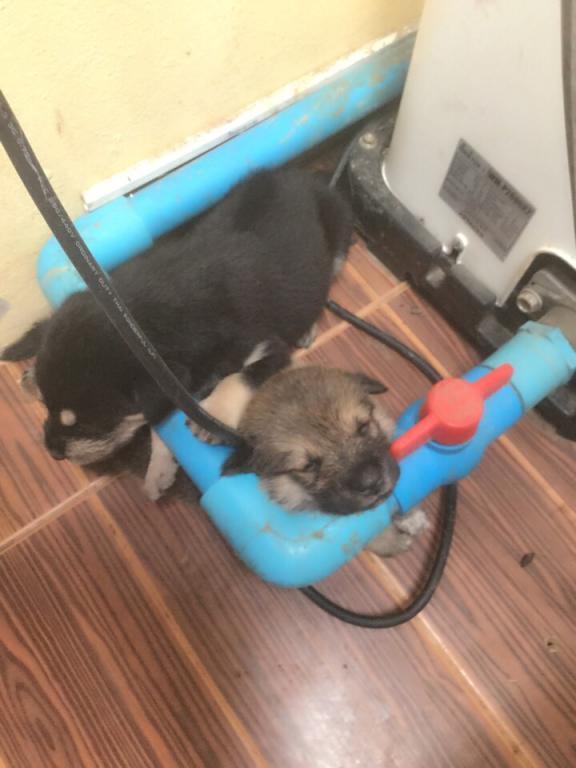 post-77511-0-42455000-1467512131_thumb.j