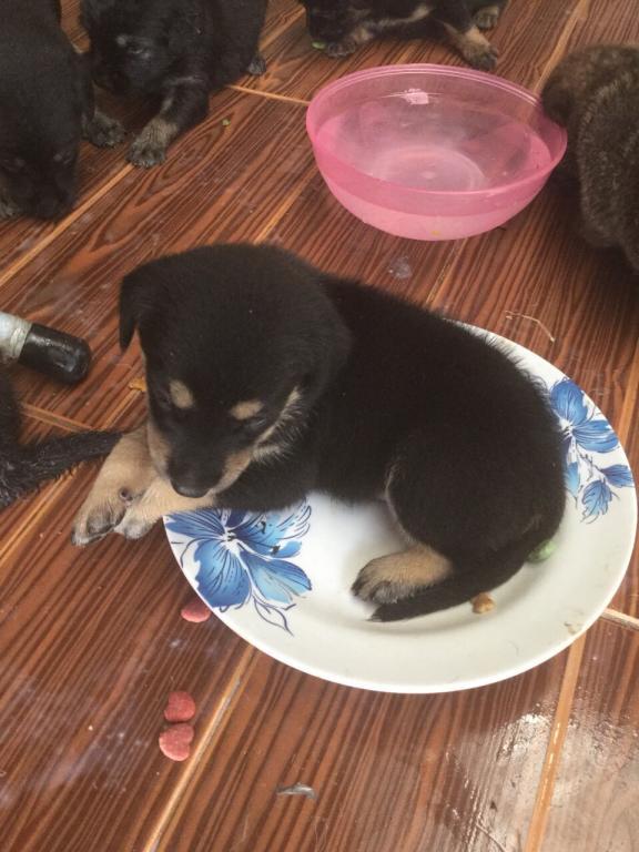 post-77511-0-59288200-1467511990_thumb.j