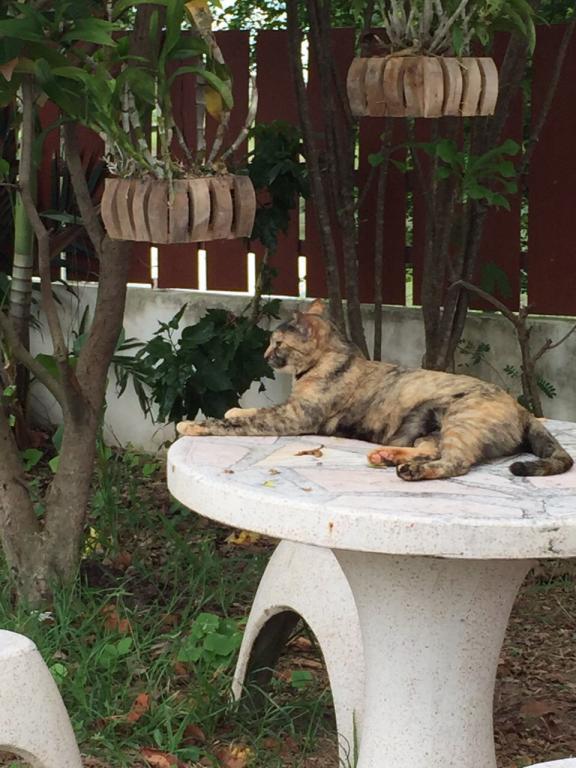 post-77511-0-62690200-1467512516_thumb.j