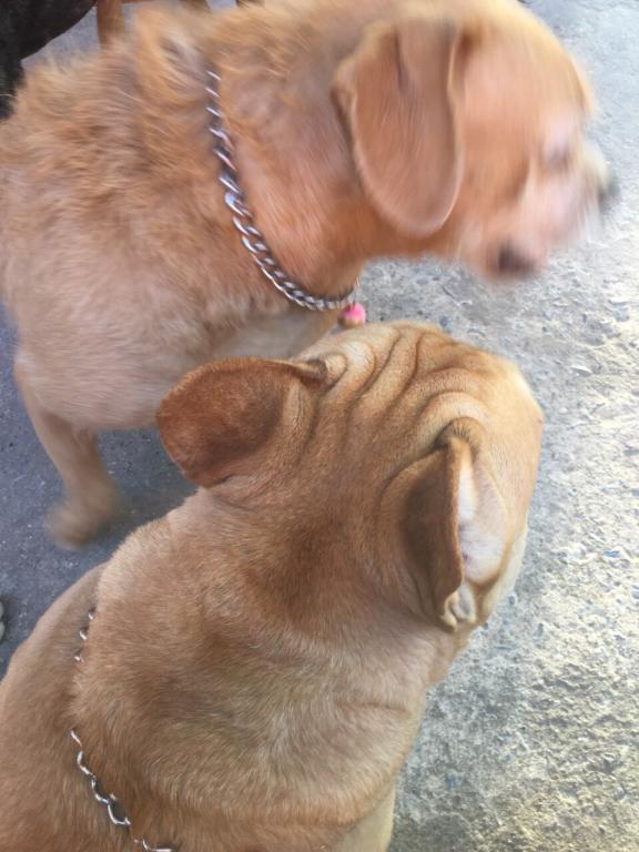 post-77511-0-80201700-1467554609_thumb.j