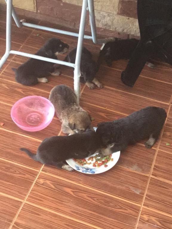 post-77511-0-80793000-1467512016_thumb.j