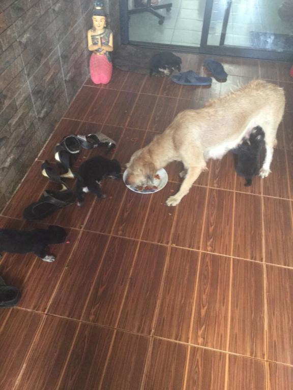 post-77511-0-95712300-1467511930_thumb.j