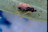 post-43275-095955300 1281862548_thumb.jp