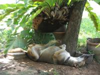 post-15958-0-95639300-1313039310_thumb.j