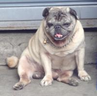 post-42592-0-41124700-1312850900_thumb.j