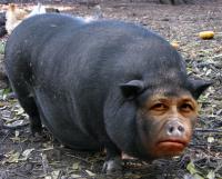 post-6925-0-46368100-1313566162_thumb.jp