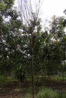 post-109118-0-13121000-1344764765_thumb.