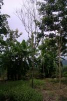 post-109118-0-46268500-1344764667_thumb.