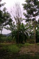 post-109118-0-76200300-1344764570_thumb.