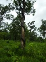 post-126208-0-04652900-1345924306_thumb.