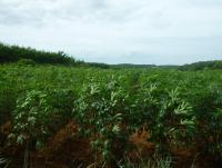 post-126208-0-57996900-1345924221_thumb.