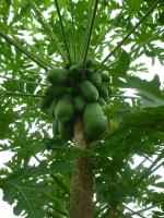 post-126208-0-59574900-1345924230_thumb.