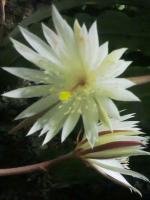 post-146250-0-06923400-1344232423_thumb.