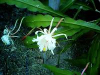 post-146250-0-30268200-1344232516_thumb.