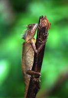 post-146250-0-61641100-1344223734_thumb.