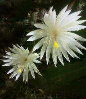 post-146250-0-90682400-1344232449_thumb.