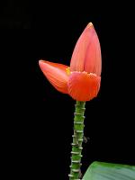 post-52957-0-07365000-1345437099_thumb.j