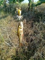 post-111197-0-89958100-1377512214_thumb.