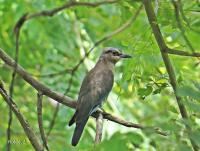 post-12069-0-00239400-1376182550_thumb.j