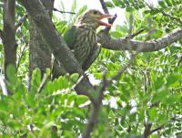 post-12069-0-21578800-1377038467_thumb.j