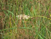 post-12069-0-39162500-1377734716_thumb.j